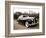 Rolls Royce-Bill Bachmann-Framed Photographic Print