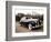 Rolls Royce-Bill Bachmann-Framed Photographic Print