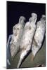 Roman Amphorae from wreck of a merchant ship, c2nd century BC-Unknown-Mounted Giclee Print