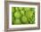 Roman Broccoli Isolated on White-O Bellini-Framed Photographic Print