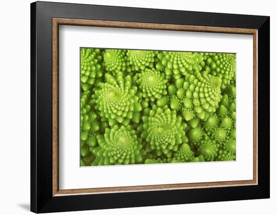 Roman Broccoli Isolated on White-O Bellini-Framed Photographic Print