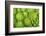 Roman Broccoli Isolated on White-O Bellini-Framed Photographic Print