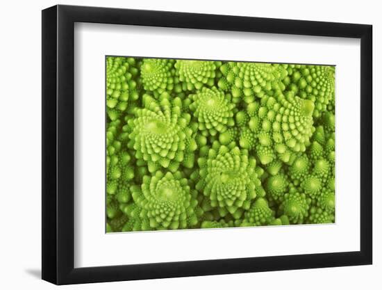 Roman Broccoli Isolated on White-O Bellini-Framed Photographic Print