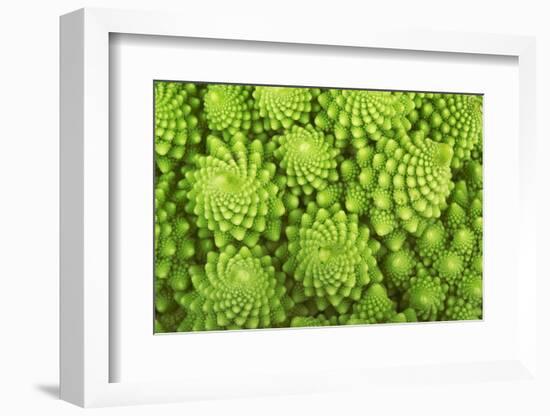 Roman Broccoli Isolated on White-O Bellini-Framed Photographic Print