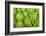 Roman Broccoli Isolated on White-O Bellini-Framed Photographic Print