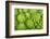 Roman Broccoli Isolated on White-O Bellini-Framed Photographic Print