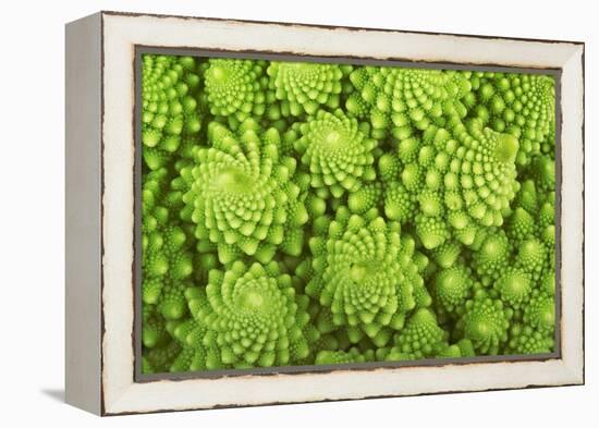 Roman Broccoli Isolated on White-O Bellini-Framed Premier Image Canvas