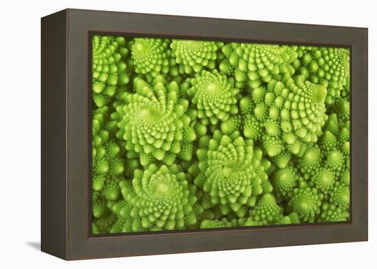 Roman Broccoli Isolated on White-O Bellini-Framed Premier Image Canvas