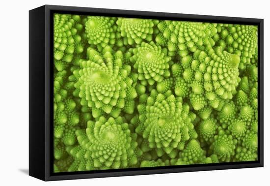 Roman Broccoli Isolated on White-O Bellini-Framed Premier Image Canvas