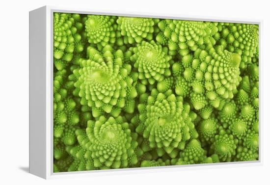 Roman Broccoli Isolated on White-O Bellini-Framed Premier Image Canvas