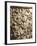 Roman Civilization, Plaster Cast of Trajan's Column, Mauritanian Horsemen-null-Framed Giclee Print