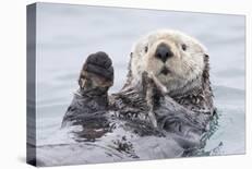 Yesterday I Caught a Fish Thiiis Big! - Otter. Alaska-Roman Golubenko-Framed Premier Image Canvas