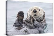 Yesterday I Caught a Fish Thiiis Big! - Otter. Alaska-Roman Golubenko-Photographic Print