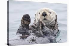 Yesterday I Caught a Fish Thiiis Big! - Otter. Alaska-Roman Golubenko-Photographic Print