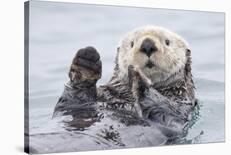 Yesterday I Caught a Fish Thiiis Big! - Otter. Alaska-Roman Golubenko-Framed Photographic Print