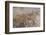 Roman Mosaic, Battle Between Alexander and Darius, from Pompeii House of the Faun-Eleanor Scriven-Framed Photographic Print