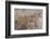 Roman Mosaic, Battle Between Alexander and Darius, from Pompeii House of the Faun-Eleanor Scriven-Framed Photographic Print