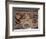 Roman Mosaic from Pompeii of ducks and frogs in a water garden, 1st century-Dioscurides of Samos-Framed Giclee Print