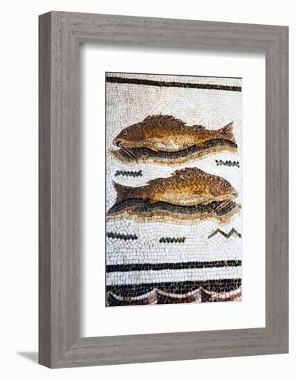 Roman Mosaic with Fish Swimming, Carthage, Tunis, Tunisia, North Africa-Nico Tondini-Framed Photographic Print