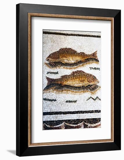 Roman Mosaic with Fish Swimming, Carthage, Tunis, Tunisia, North Africa-Nico Tondini-Framed Photographic Print