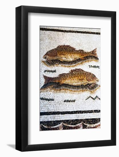 Roman Mosaic with Fish Swimming, Carthage, Tunis, Tunisia, North Africa-Nico Tondini-Framed Photographic Print