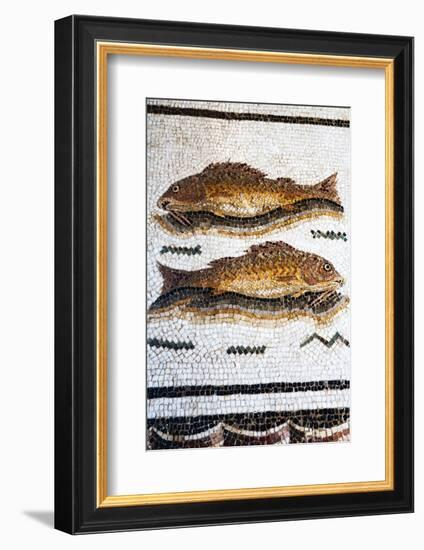 Roman Mosaic with Fish Swimming, Carthage, Tunis, Tunisia, North Africa-Nico Tondini-Framed Photographic Print