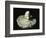 Roman Phallic Amulet-Unknown-Framed Giclee Print