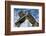 Roman Ruins Temple of Juno Caelestis, Dougga Archaeological Site, Tunisia-Nico Tondini-Framed Photographic Print