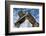 Roman Ruins Temple of Juno Caelestis, Dougga Archaeological Site, Tunisia-Nico Tondini-Framed Photographic Print