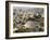 Roman Theatre, Amman, Jordan, Middle East-Tondini Nico-Framed Photographic Print