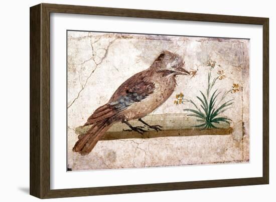 Roman wall painting of Jay from Boscoreale near Pompeii, 1st century-Unknown-Framed Giclee Print