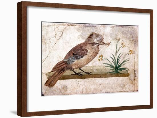 Roman wall painting of Jay from Boscoreale near Pompeii, 1st century-Unknown-Framed Giclee Print
