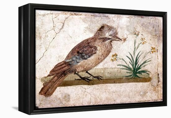 Roman wall painting of Jay from Boscoreale near Pompeii, 1st century-Unknown-Framed Premier Image Canvas