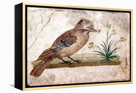 Roman wall painting of Jay from Boscoreale near Pompeii, 1st century-Unknown-Framed Premier Image Canvas