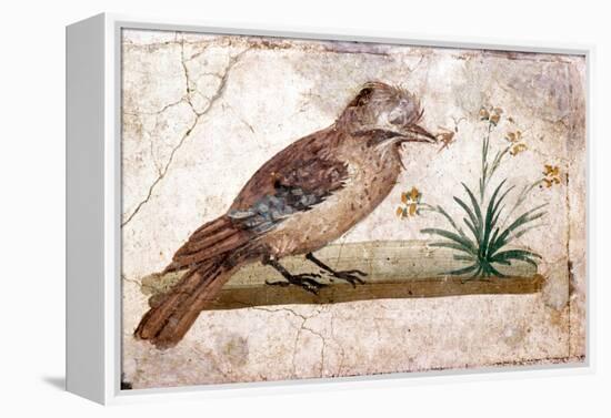 Roman wall painting of Jay from Boscoreale near Pompeii, 1st century-Unknown-Framed Premier Image Canvas