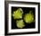 Romanesco Vegetable Fractal-null-Framed Art Print