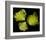 Romanesco Vegetable Fractal-null-Framed Art Print