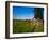 Romanesque Doorway, Kilbunny Church, Portlaw, County Waterford, Ireland-null-Framed Photographic Print