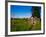 Romanesque Doorway, Kilbunny Church, Portlaw, County Waterford, Ireland-null-Framed Photographic Print