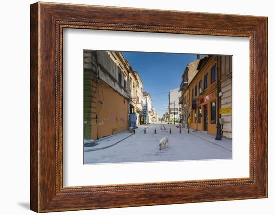 Romania, Constanta, Piata Ovidiu, Ovid Square, Street with Lone Dog-Walter Bibikow-Framed Photographic Print