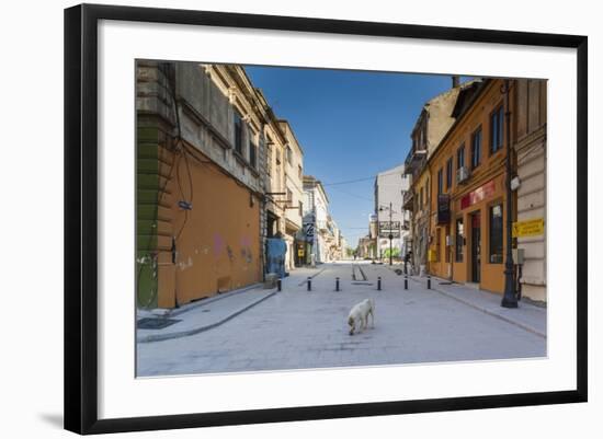 Romania, Constanta, Piata Ovidiu, Ovid Square, Street with Lone Dog-Walter Bibikow-Framed Photographic Print