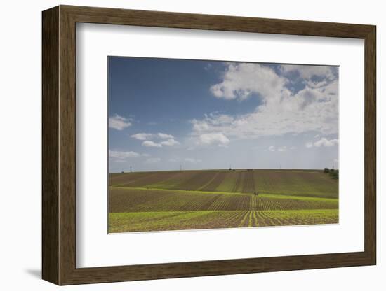 Romania, Danube River Delta, Bestepe, Farm Fields, Spring-Walter Bibikow-Framed Photographic Print