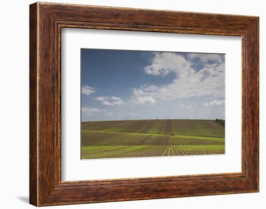 Romania, Danube River Delta, Bestepe, Farm Fields, Spring-Walter Bibikow-Framed Photographic Print