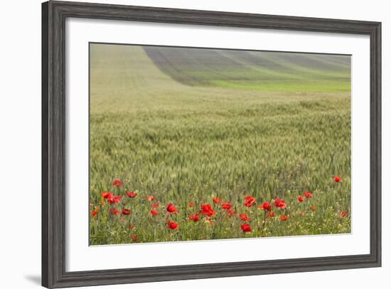 Romania, Danube River Delta, Bestepe, Fields with Poppies, Spring-Walter Bibikow-Framed Photographic Print