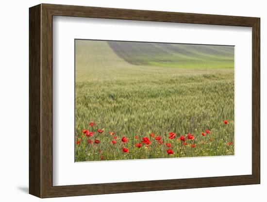 Romania, Danube River Delta, Bestepe, Fields with Poppies, Spring-Walter Bibikow-Framed Photographic Print