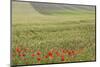 Romania, Danube River Delta, Bestepe, Fields with Poppies, Spring-Walter Bibikow-Mounted Photographic Print