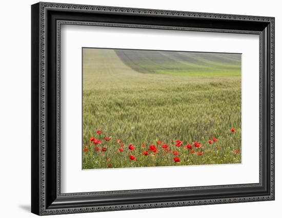 Romania, Danube River Delta, Bestepe, Fields with Poppies, Spring-Walter Bibikow-Framed Photographic Print