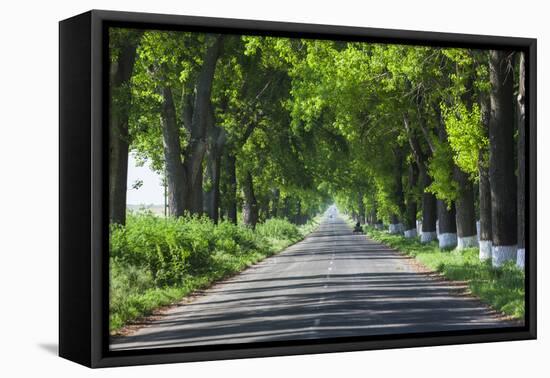 Romania, Danube River Delta, Salcioara, Country Road-Walter Bibikow-Framed Premier Image Canvas