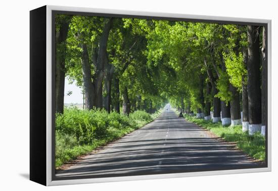 Romania, Danube River Delta, Salcioara, Country Road-Walter Bibikow-Framed Premier Image Canvas