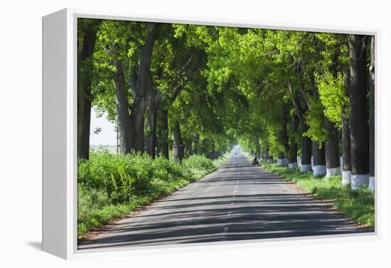 Romania, Danube River Delta, Salcioara, Country Road-Walter Bibikow-Framed Premier Image Canvas